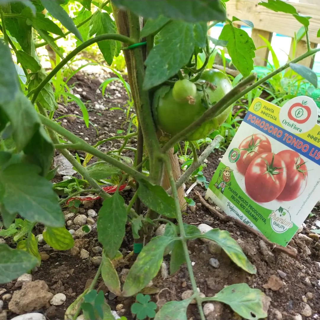 alla scuola dell infanzia la caramella si coltiva orto